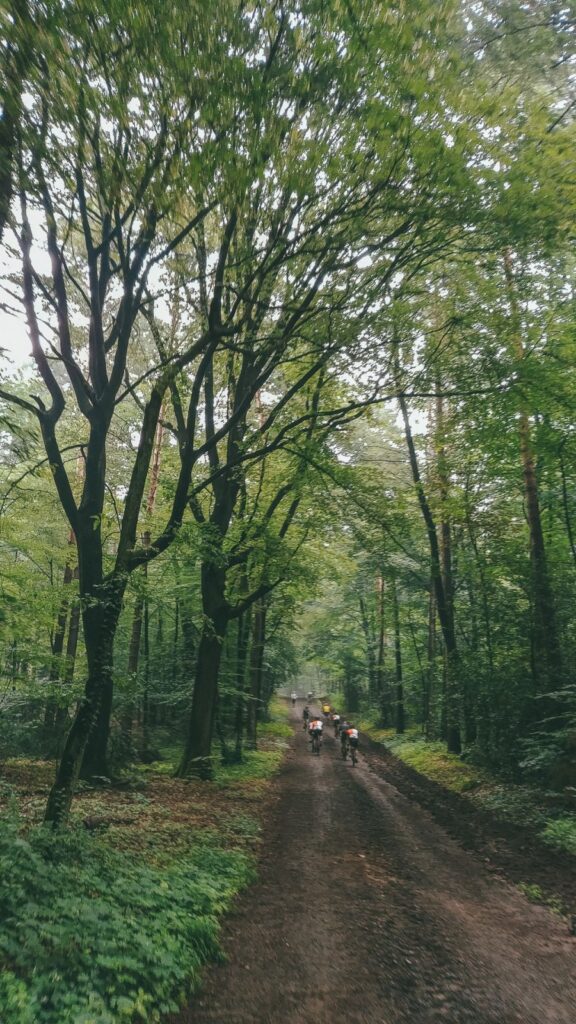 Ein Licht am Ende des Waldweges