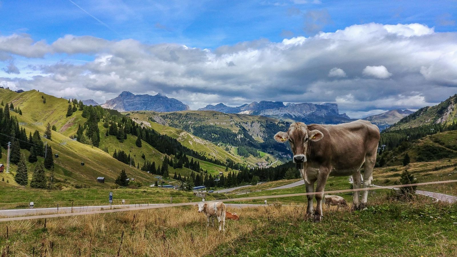 Kuh vor Bergpanorama